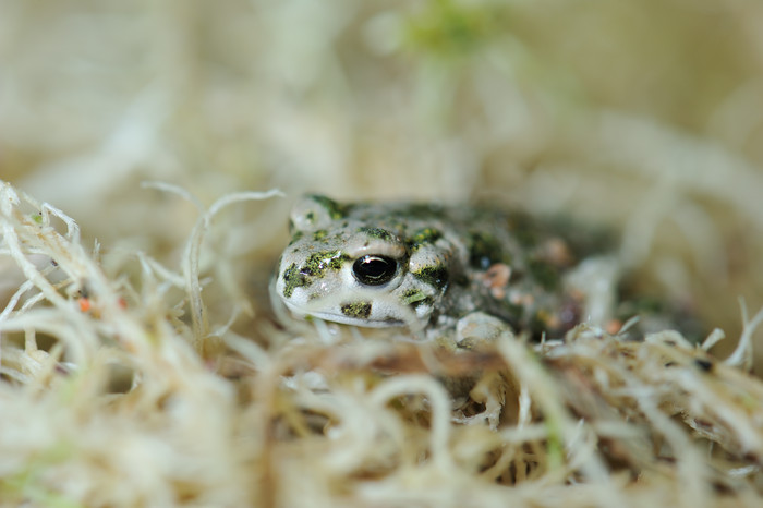 Larvae of Green toad