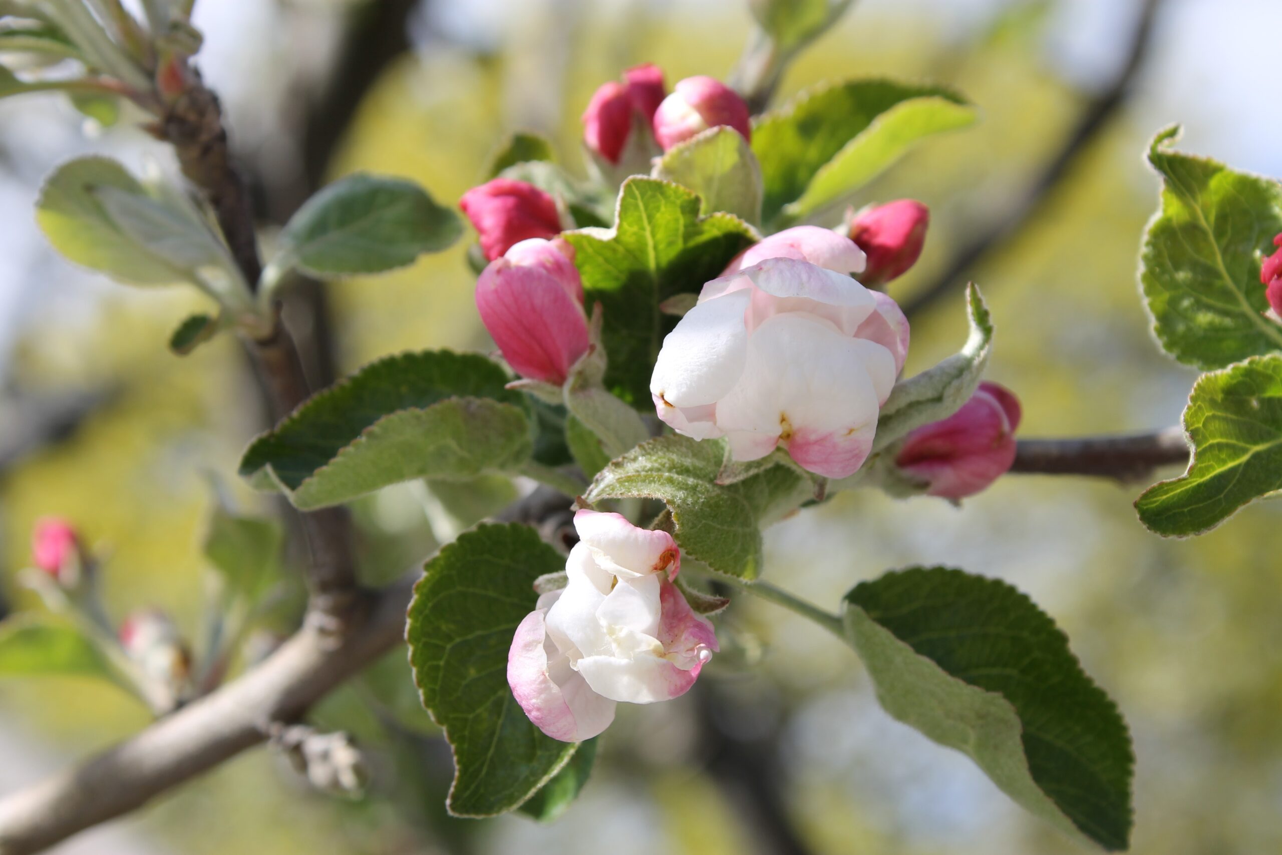 Skogaholm’s apple orchard at Skansen