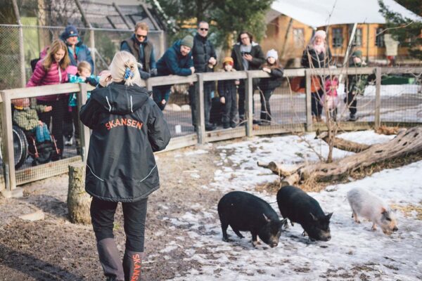 En zoolog och Skansens gäster har samlats utanför Lill-Skansen för att prata om minigrisarna