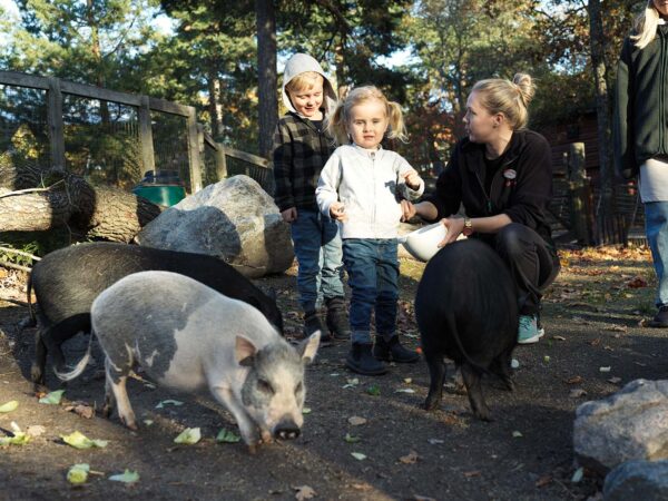 Två barn och en djurvårdare matar grisarna utanför Lill_Skansen