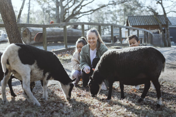 En kvinna och två barn i fårens hage på Lill-Skansen.