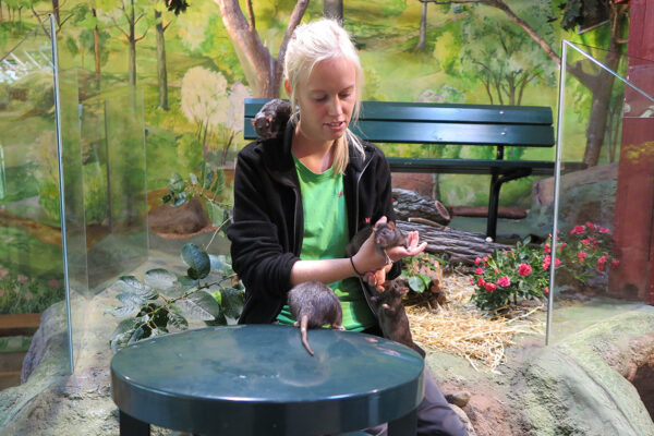 Skansens djurvårdare berättar om råttor på Lill-Skansen