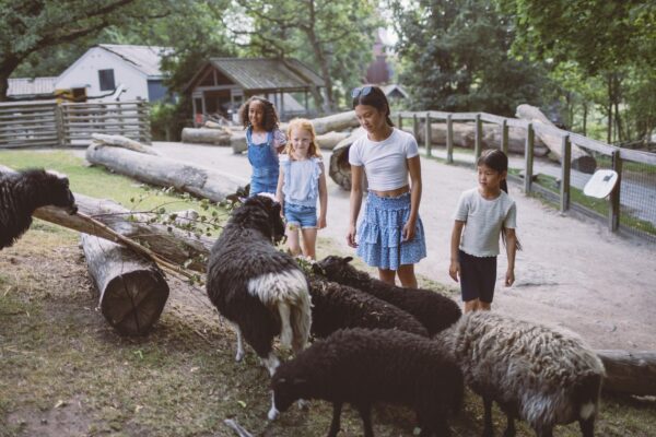 Besök hos fåren på Lill-Skansen