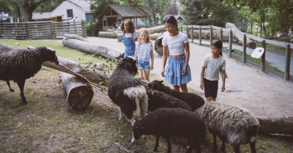Barn fåren på Lill-Skansen.