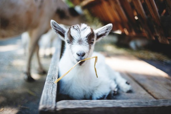 A goat kid at Skansen