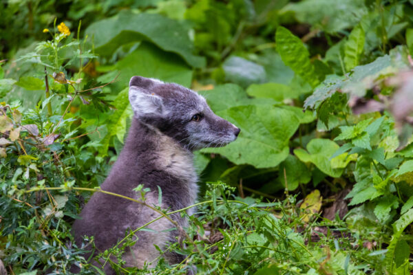 Fjällräv på Skansen Fjällräv på Skansen