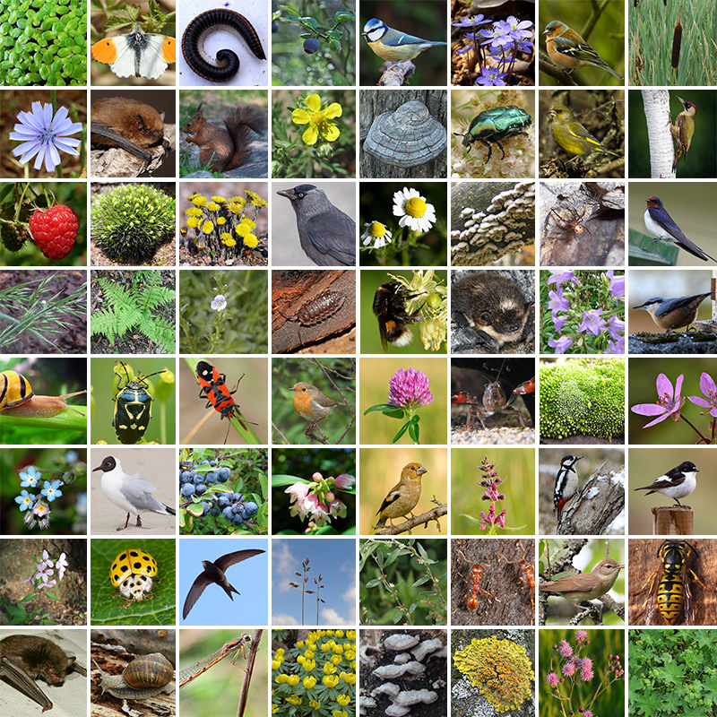 64 av de nästa 500 arter som hittades under Bioblitzen 2022.