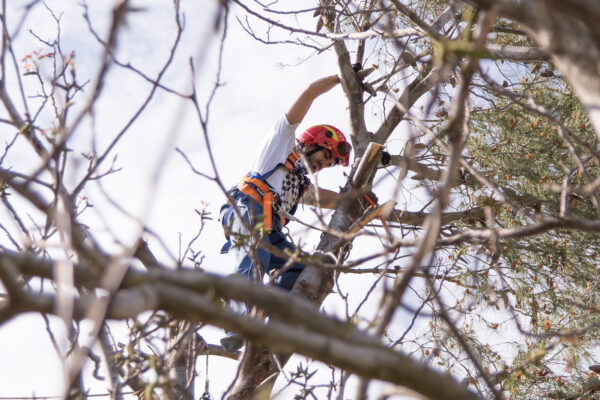 Arborist klättrar i träd